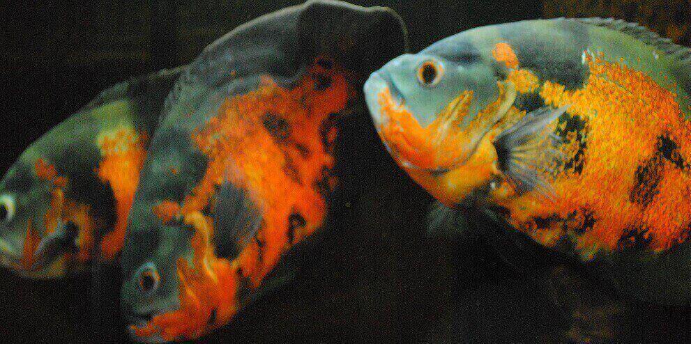 Astronotus ocellatus