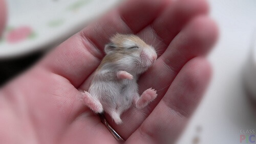 Самые маленькие хомячки в мире