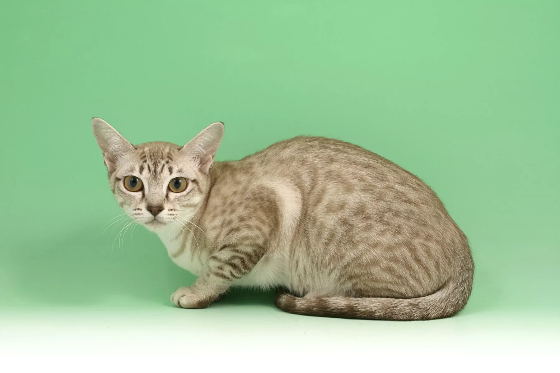 Азиатская табби кошка полосатая