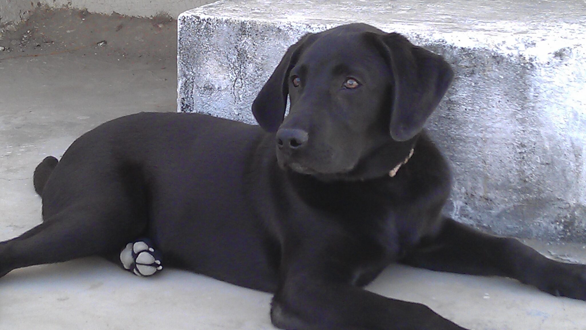 Лабрадор черный щенок 6 месяцев