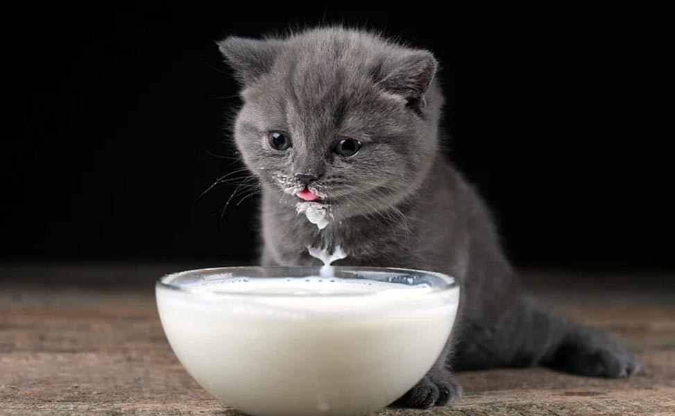 Кот Пьет Молоко Картинки Кот Пьет Молоко Картинки